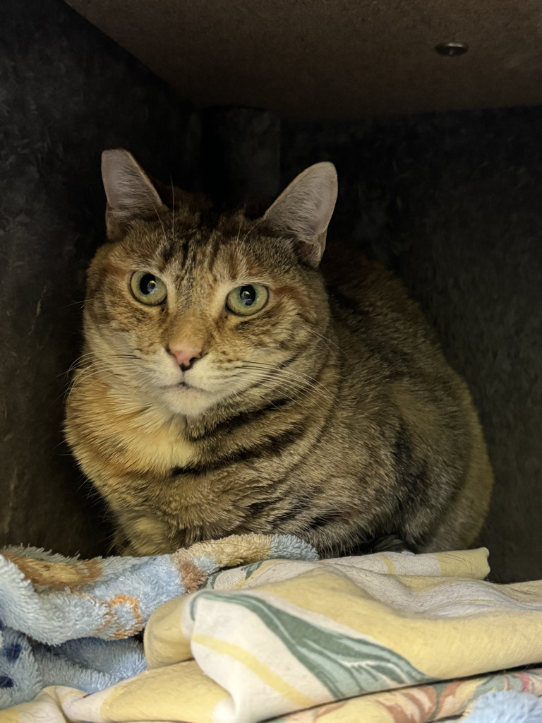 Duckie, a uniquely colored tabby cat