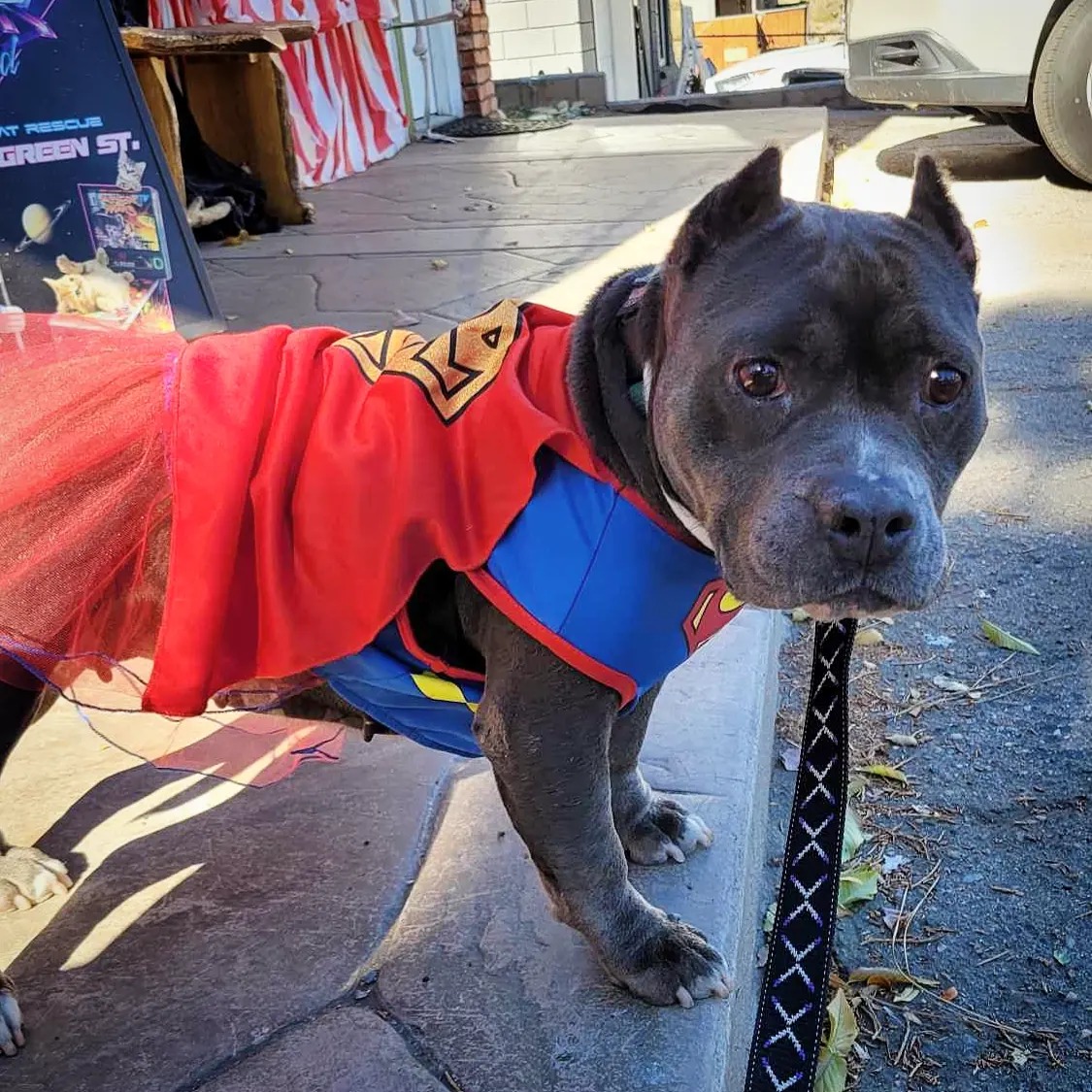 Maggie the rescue dog in her best Super Woman halloween costume