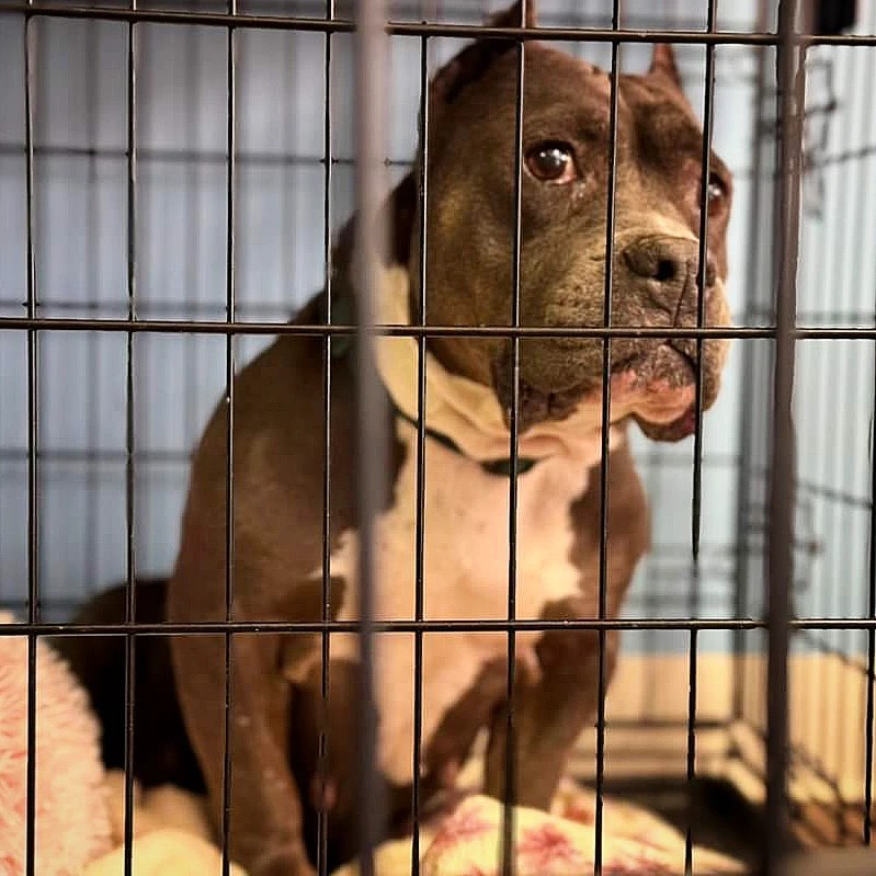 Maggie showing how much she wants to be adopted, even though very dramatically