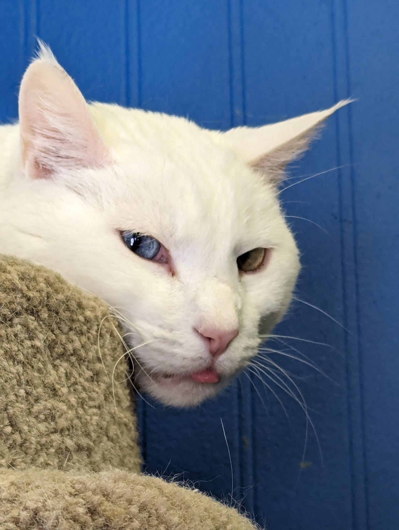 Iris the beautiful cat with two differently colored eyes available for adoption