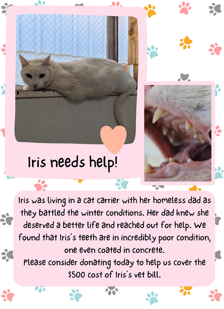 Special Heterochromia cat for adoption, named Iris.