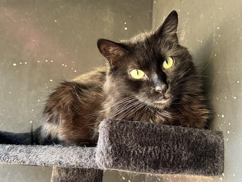 Midnight, a long haired black cat with a sweet personality