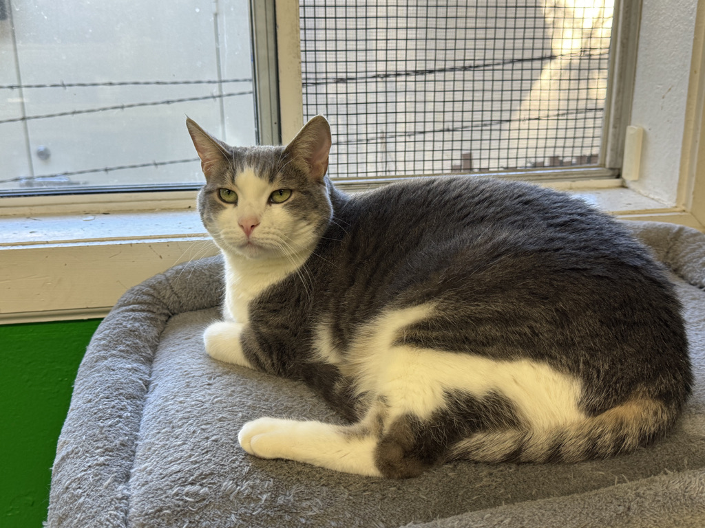 Buttons the cat, she is mostly a grey tabby with white spots on her face, chest, and tummy. She has beautiful soft fur and a bit of an attitude