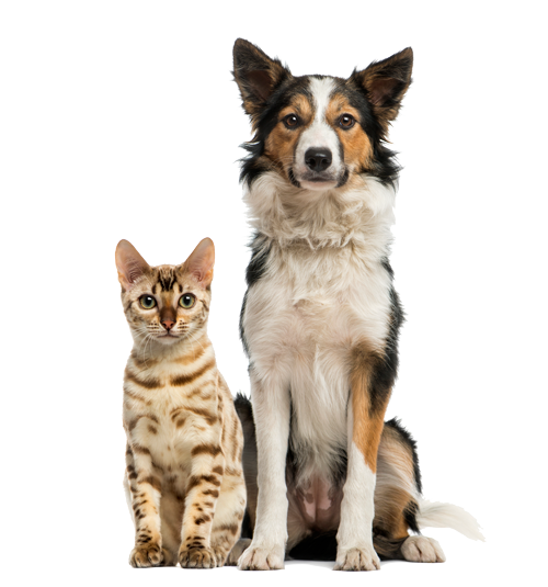 Support our cat and dog rescue by getting a membership as a Supporter!