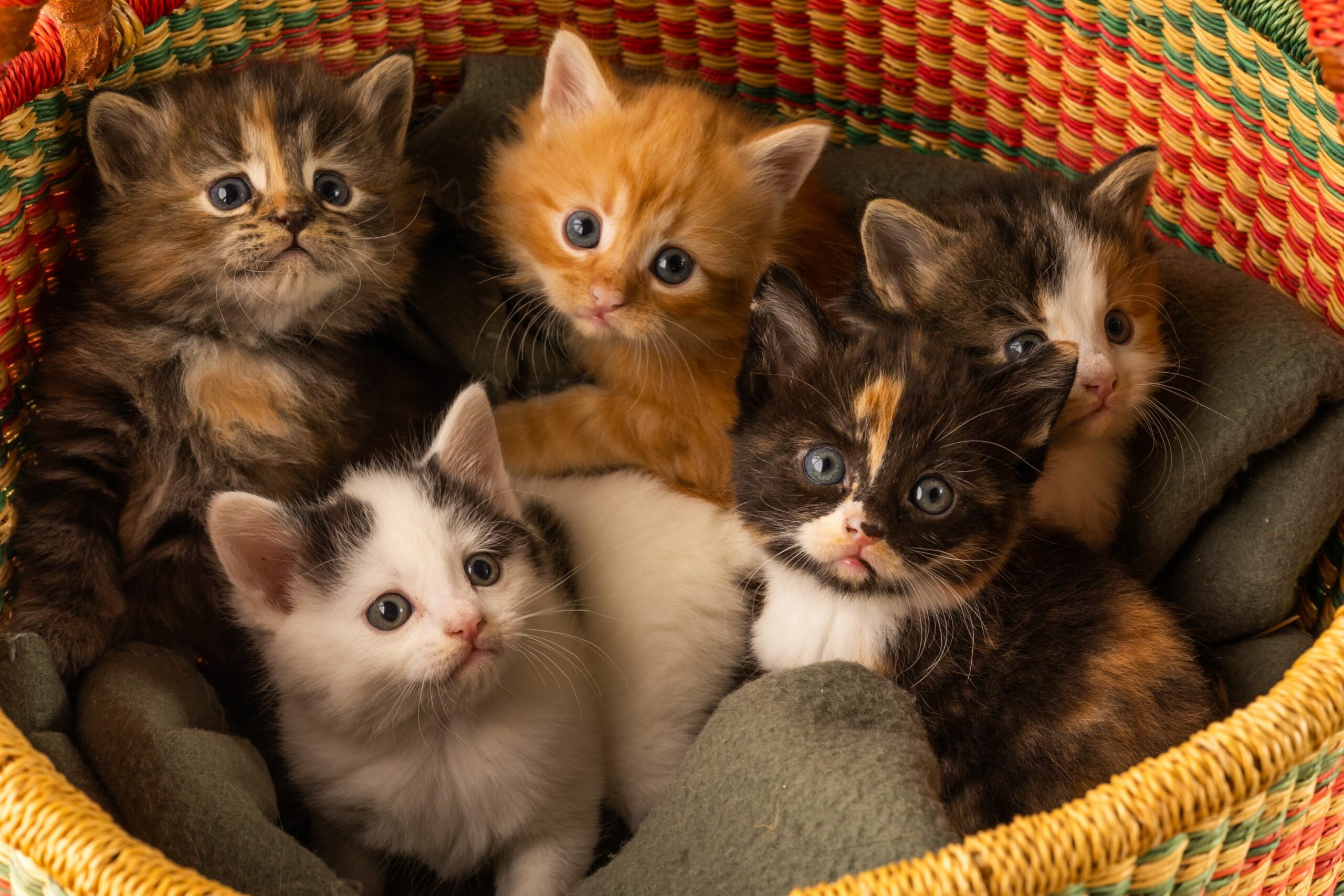 Closeup shot of a litter of cute five kittens laying on a blanket in colorful wicker basket