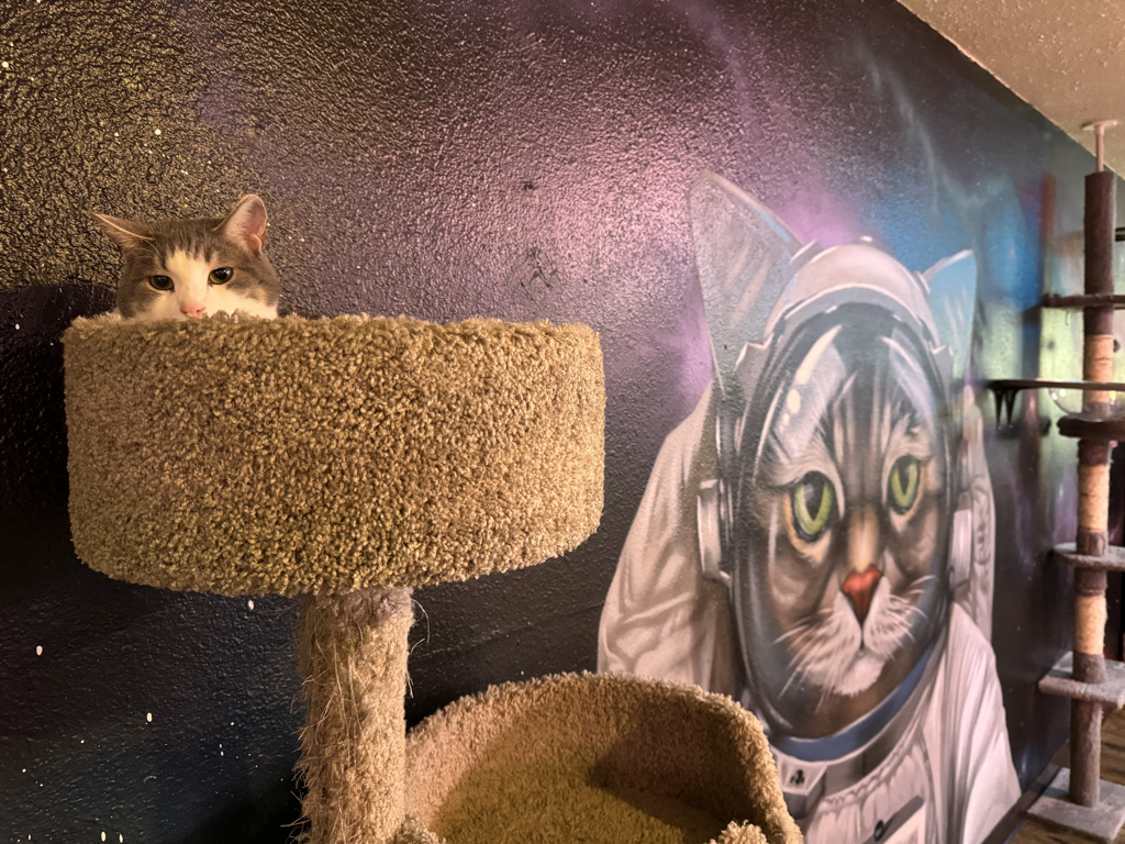 Buttons the cat peeking out of her cat bed at the Purrground