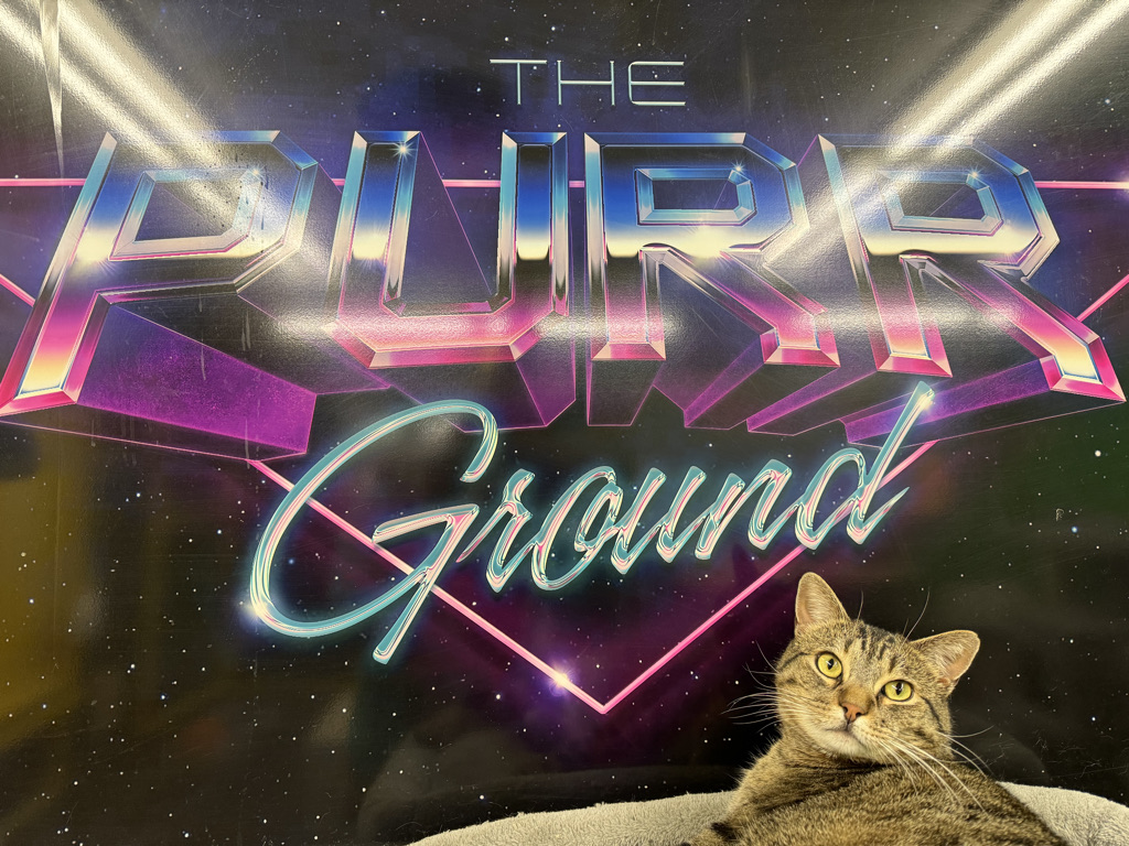 The Purrground's sign indoors with a cat looking up at the sky in front of the sign
